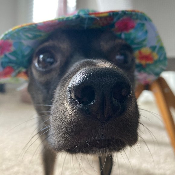 Meet your Poshers Beth & Sophie ๐ธ๐พ - Picture 4 of 8